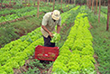 Agricultura org�nica